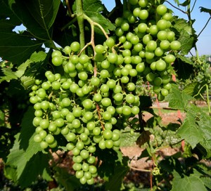 F Chardonel E-L Stage 32 Beginning of bunch closure; berries touching (if bunches are tight).