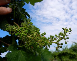 G Cabernet Sauvignon E-L Stage 27 Setting; young berries enlarging (> 2mm diam.), bunch at right angles to stem.