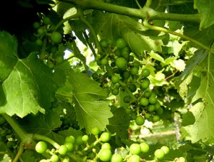 MVEC Valvin Muscat E-L Stage 29 - 31 Berries pepper-corn size (4 mm diam); bunches tending downward to Berries pea-size (> 7mm diam.).
