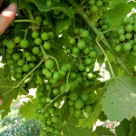 MVEC Valvin Muscat E-L Stage 32 Beginning of bunch closure; berries touching (if bunches are tight).