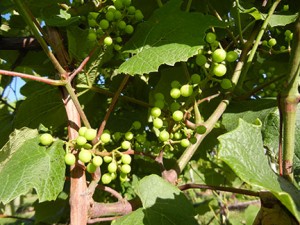 MVEC Sunbelt E-L Stage 31 Berries pea-size (7 mm diam.).
