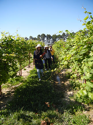 Here we are in the Virus Index vineyard.