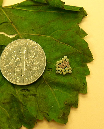 Here is a cluster of eggs on a grape leaf.