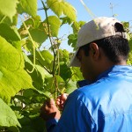 Surya is emasculating grape flowers for breeding purposes.