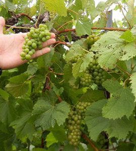 F Vignoles E-L Stage 34 - 36 Berries begin to soften; Sugar starts increasing to Berries begin to colour and enlarge to Berries with intermediate sugar levels.