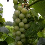 F Cayuga White E-L Stage 36 - 38 Berries with intermediate sugar levels to Berries not quite ripe to Berries harvest ripe.