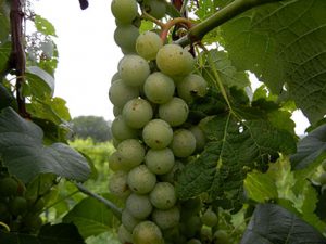 F Cayuga White E-L Stage 36 - 38 Berries with intermediate sugar levels to Berries not quite ripe to Berries harvest ripe.