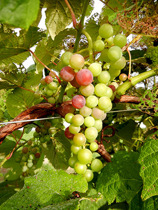 Mars is the first cultivar to undergo veraison at the State Fruit Experiment Station
