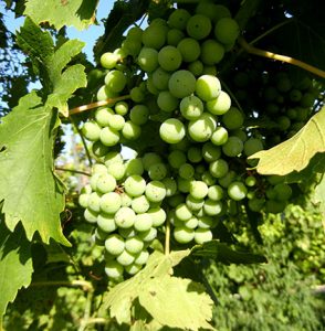 MVEC Valvin Muscat E-L Stage 33 Berries still hard and green.
