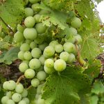 MVEC Valvin Muscat E-L Stage 32 - 33 Beginning of bunch closure, berries touching (if bunches are tight) to Berries still hard and green.