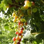 NWV Arandel E-L Stage 34 - 35 Berries begin to soften; Sugar starts increasing to Berries begin to colour and enlarge.
