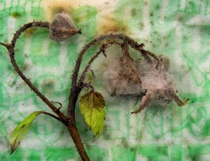 Botrytis gray mold grew on the blighted blossom when placed on a moist paper towel and sealed in a plastic bag.