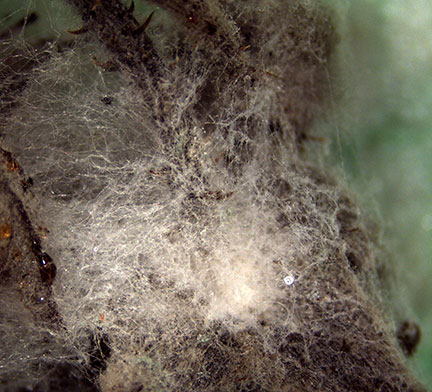 Here is a closeup of the Botrytis mycelium.