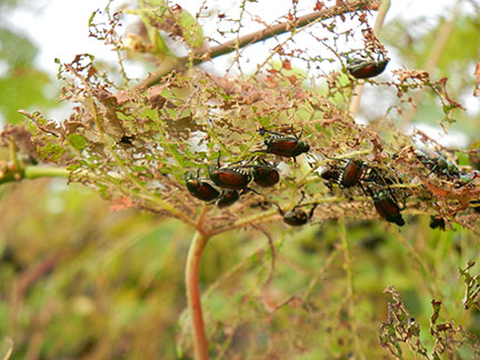 Japanese Beetles on Norton grapevine.