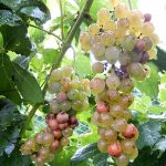 NWV Aromella E-L Stage 38 Berries harvest ripe.