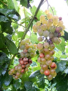 NWV Aromella E-L Stage 38 Berries harvest ripe.