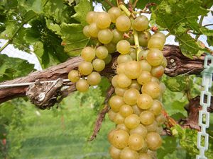 R Seyval Blanc E-L Stage 35 - 36 Berries with intermediate sugar levels to Berries not quite ripe.