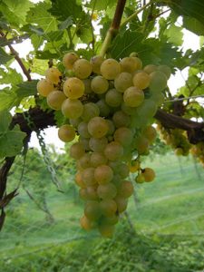 R Seyval Blanc E-L Stage 38 Berries harvest ripe.
