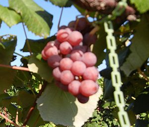 R Catawba E-L Stage 35 - 36 Berries begin to colour and enlarge to Berries with intermediate sugar levels.