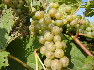 F Vignoles E-L Stage 34 - 35 Berries begin to soften; Sugar starts increasing to Berries begin to colour and enlarge.