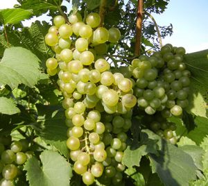 F Chardonel E-L Stage 35 - 36 Berries begin to colour and enlarge to Berries with intermediate sugar levels.