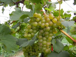 F Chardonel E-L Stage 38 Berries harvest ripe.