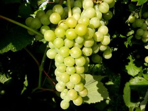 F Traminette E-L Stage 34 - 35 Berries begin to soften, sugar starts increasing to Berries begin to colour and enlarge.