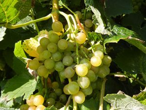 F Traminette E-L Stage 38 Berries harvest ripe.