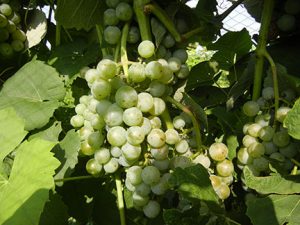 F Cayuga White E-L Stage 35 - 36 Berries with intermediate sugar levels to Berries not quite ripe.