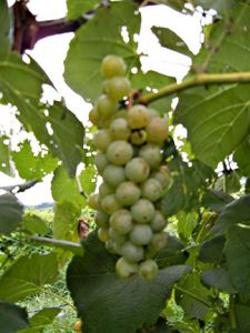 F Cayuga White E-L Stage 38 Berries harvest ripe.