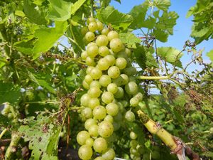D Vidal Blanc E-L Stage 33 - 34 Berries still hard and green to Berries begin to soften, sugar starts increasing.
