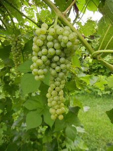 D Vidal Blanc E-L Stage 35 - 36 Berries begin to colour and enlarge to Berries with intermediate sugar levels.