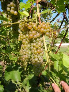 D Vidal Blanc E-L Stage 38 Berries harvest ripe.