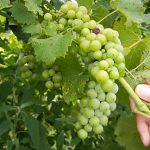 MVEC Valvin Muscat E-L Stage 32 - 33 Beginning of bunch closure, berries touching (if bunches are tight) to Berries still hard and green.