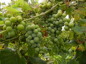 MVEC Valvin Muscat E-L Stage 34-35 Berries begin to soften, sugar starts increasing to Berries begin to colour and enlarge.