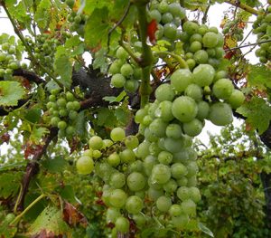 MVEC Valvin Muscat E-L Stage 35 - 36 Berries begin to colour and enlarge to berries with intermediate sugar levels.