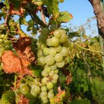 MVEC Valvin Muscat E-L Stage 38 Berries harvest ripe.