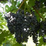MVEC Chambourcin E-L Stage 36 Berries with intermediate sugar levels.