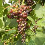 NWV Arandel E-L Stage 37 - 38 Berries not quite ripe to Berries harvest ripe.