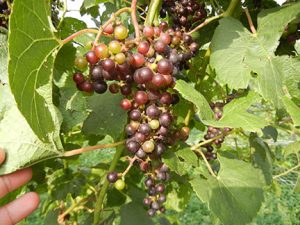 NWV Arandel E-L Stage 37 - 38 Berries not quite ripe to Berries harvest ripe.