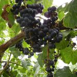 NWV Arandel E-L Stage 38 Berries harvest ripe.