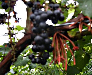 NWV Arandel E-L Stage 38 Berries harvest ripe.