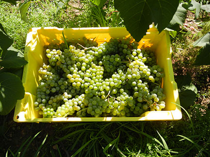 The lugs weigh about 20 - 25 pounds each. We are careful not to fill them too much since we do not want to crush the grapes just yet.