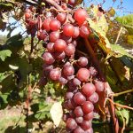W Catawba E-L Stage 37 38 Berries harvest ripe.