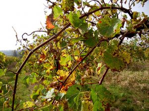 R Seyval Blanc E-L Stage 45 Middle of leaf fall.