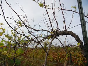 MVEC Valvin Muscat E-L Stage 46 Middle to end of leaf fall.