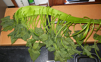 This sweet potato vine is fasciated showing a flattened, ribbed stem.