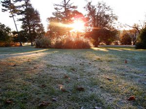 Here is a photo of the first fall frost at Mountain Grove taken in the Ozark Arboretum.