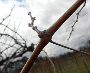 F Vignoles E-L Stage 1 - 2 Winter bud to bud scales opening