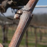W Catawba E-L Stage 1-2 Winter bud to Bud scales opening